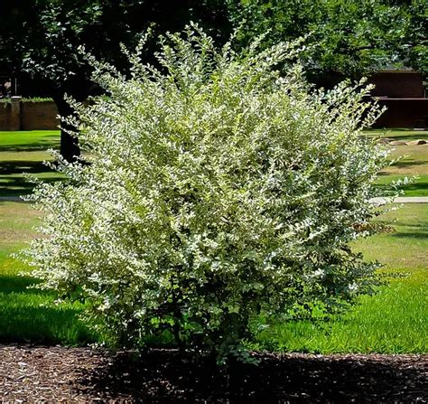 Variegated Privet Shrubs For Sale Online The Tree Center