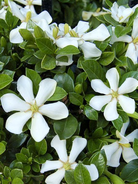 Gard Nia Jasmin Du Cap Pinwheel Gardenia Jasminoides Pinwheel