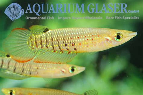 Aplocheilus Lineatus Wild Aquarium Glaser Gmbh