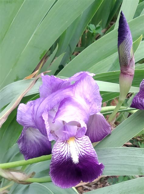 Fotos Gratis Flor P Rpura P Talo Nica Planta Terrestre