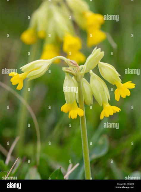 Cowslip meadow hi-res stock photography and images - Alamy