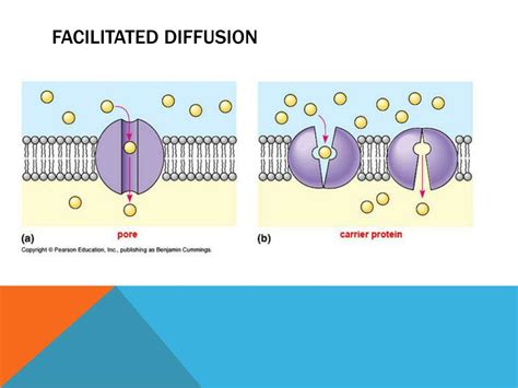 Ppt Types Cell Transport Across The Cell Membrane Powerpoint