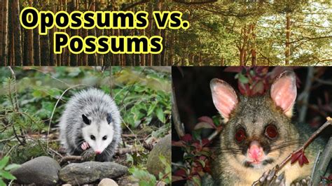 Opossums Vs Possums How To Distinguish Them Youtube