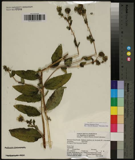 Silphium Dentatum Species Page Apa Alabama Plant Atlas