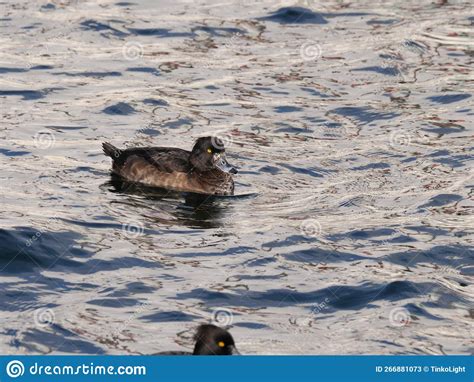 Female Tufted Duck Aythya Fuligula With Blue Bill And Brown Plumage