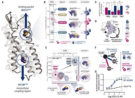 Conformational Selection Guides Arrestin Recruitment At A Biased G