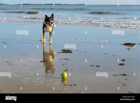 Chien Jouant Au Ballon Sur La Plage Banque De Photographies Et Dimages