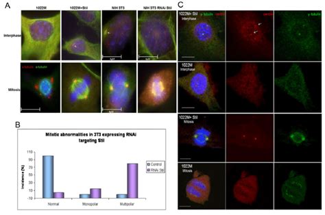 Impaired Expression Of Stil Results In Centrosomal And Mitotic