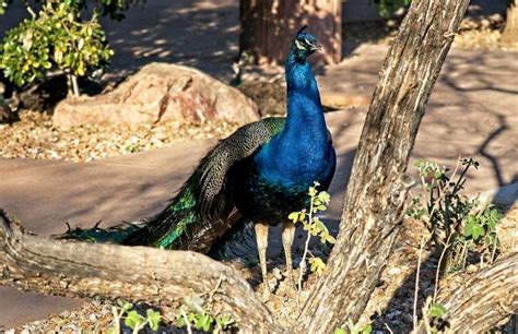 Best Parks In Arizona Sahuaro Ranch Park