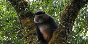 Golden Monkey Trekking In Mgahinga National Park Uganda Gorilla Tour