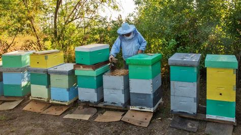 Beewise Reflexão Pronta Para Uso Sobre Como Salvar As Abelhas No Mundo