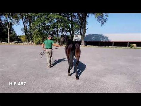 Lexington Selected Yearling Sale Hip Bills Will Youtube