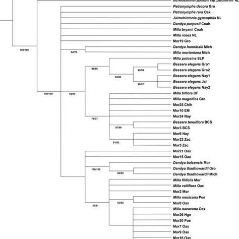 Strict Consensus Tree Of The Five Most Parsimonious Trees Obtained Download Scientific Diagram