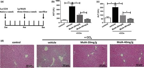 Mulberroside A Alleviates Ccl4‐induced Liver Injury In Mice A