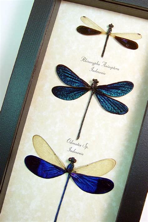 Damselfly Set Of Electric Blue Damselflies Dragonflies Real Framed