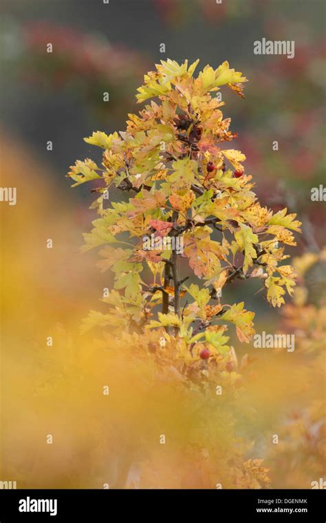 Hawthorn Crataegus Monogyna In Autumn Colour West Yorkshireuk