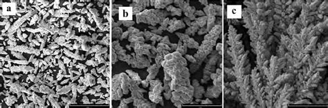 Sem Micrographs Of Copper Powder From A Synthetic Electrolyte At A 25