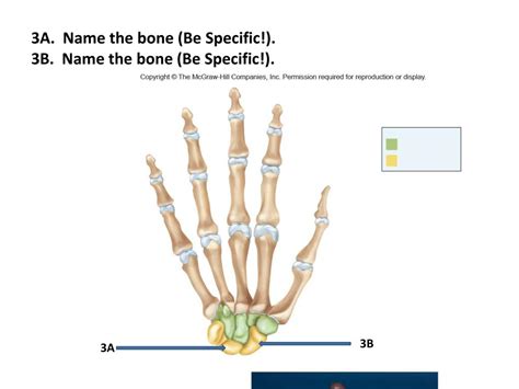 PPT SCB 203 BONE PRACTICAL PRACTICE EXAM DIRECTIONS ARE ON NEXT SLIDE