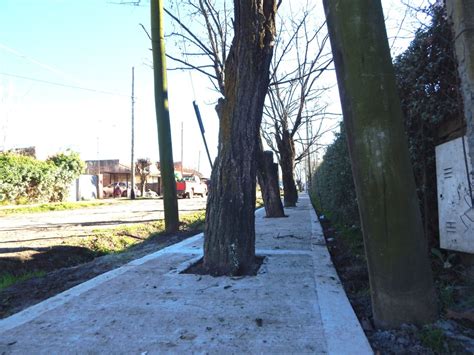 Una vereda encasillada con árboles de hace 45 años en barrio El Algarrobo