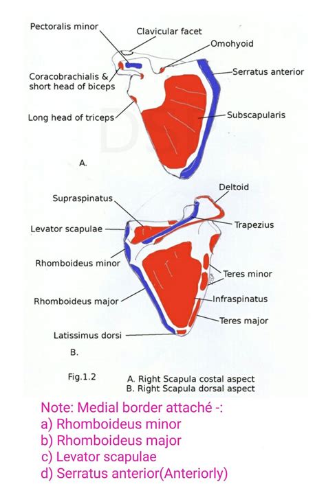 Muscles attached to scapula... ( Note: Pectoralis "major" has no attachment on scapula ) (Short ...