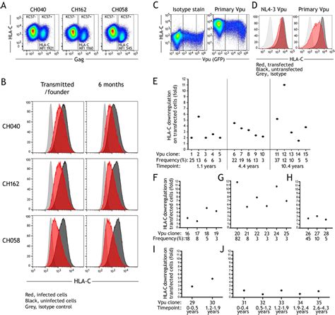 Hla C Downregulation In Untreated Hiv 1 Infection A Infectious Download Scientific Diagram