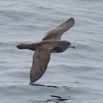 Birdfinders Birdwatching Holidays California