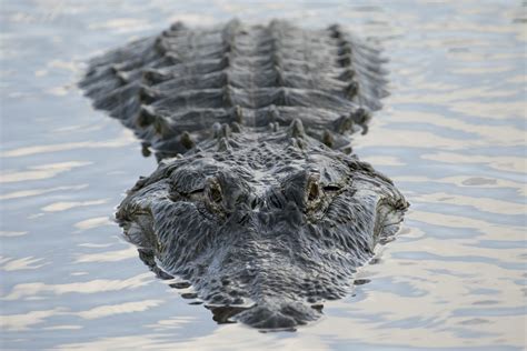 Biggest Alligator In The World