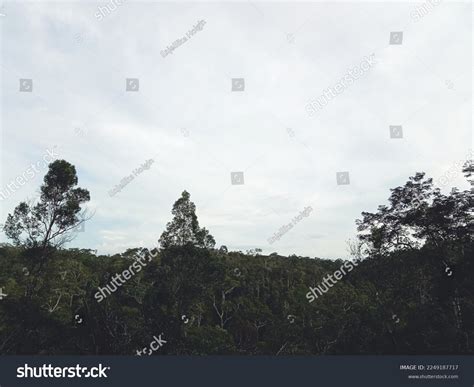 Central Kalimantan Forest Very Beautiful Stock Photo 2249187717 ...