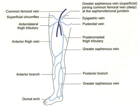 Lower Limb Venous Anatomy