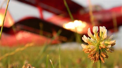 HD wallpaper: airplane, field, wild flower, flowers, flowering plant, beauty in nature ...