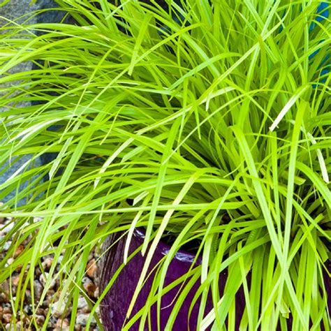 Southern Living Plant Collection 25 Qt Evercolor Everillo Carex Live