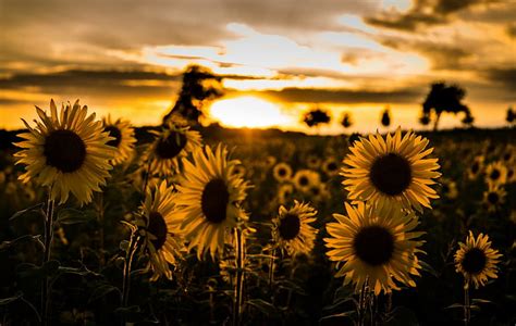 Sunflower Field Backgrounds