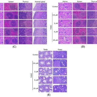 Representative H E Stained Histology Of Tissue From Icr Mice After