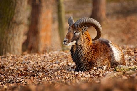 Mouflon Ovis Orientalis Forest Horned Animal In The Nature Habitat