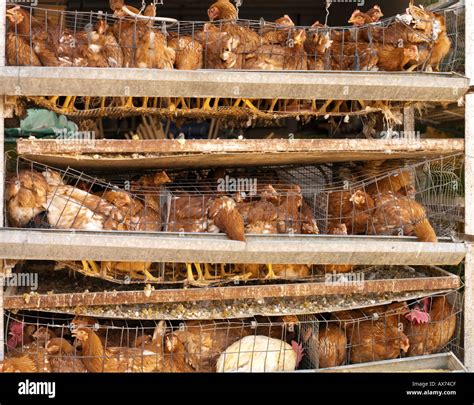 rows of battery hens Stock Photo: 1733838 - Alamy