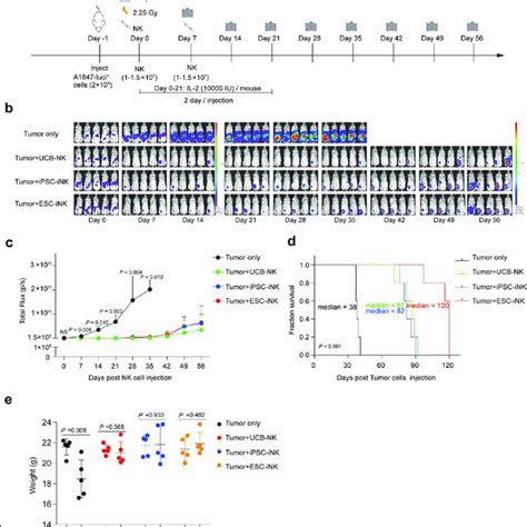 Esc Or Ipsc Derived Ink Cells Eradicate Human Tumor Cells In Xenograft Download Scientific