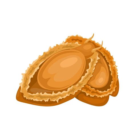 abalone vector art icons  graphics