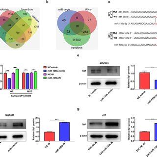 Sp Is A Functional Target Of Mir B P A The Targets Of Mir B P