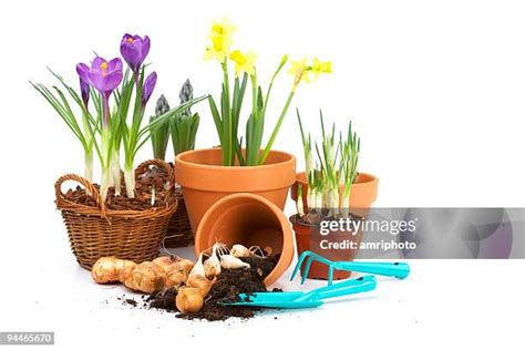 Spring Bulbs In Pots Photos and Premium High Res Pictures - Getty Images