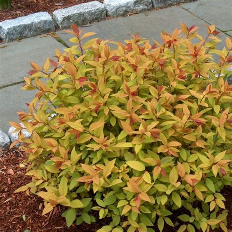 Goldflame Spirea Vibrant Foliage And Blooms