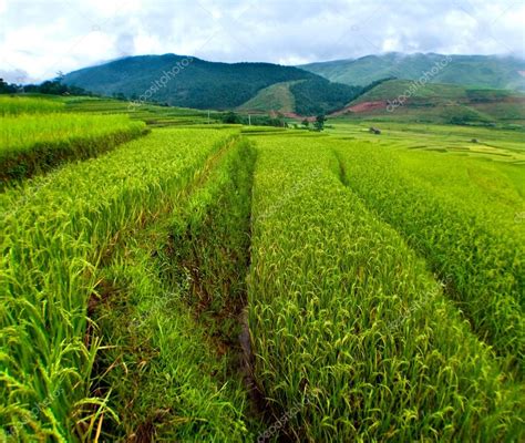 Rice Fields On Terraced Of Mu Cang Chai YenBai Vietnam Stock Photo