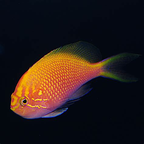 Fathead Sunburst Anthias