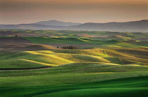 Palouse Wheat Fields, Washington Photograph by Alan Majchrowicz - Pixels