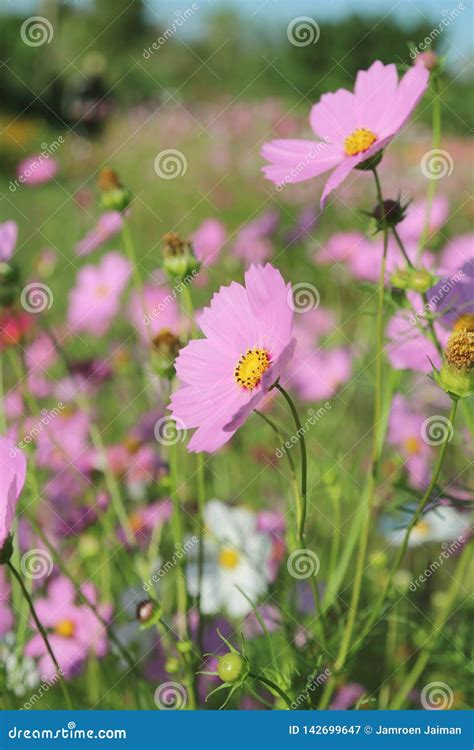 Flores Do Cosmos Que Florescem No Jardim Imagem De Stock Imagem De