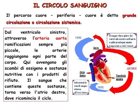 Apparato Circolatorio Diapositive Scienza Scuola Media Lezioni Di