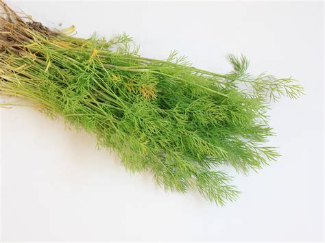 dill catholic charities  northeast kansas