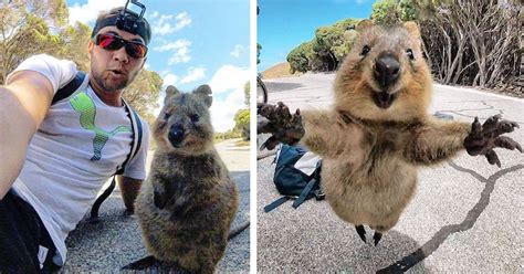 Man and Quokka Selfie Leads Adorable Animal to Follow Cyclist for More