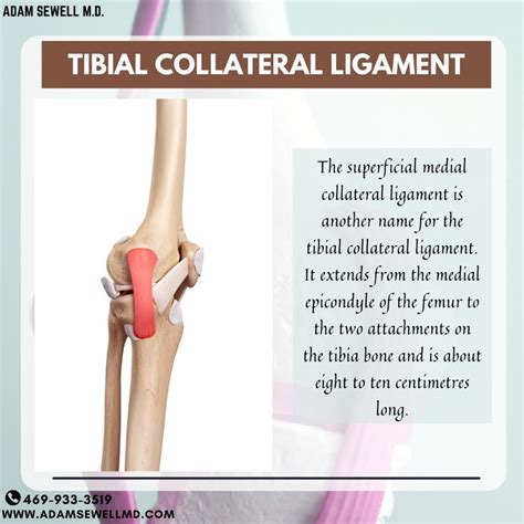 The Superficial Medial Collateral Ligament Is Another Name For The Tibial Collateral Ligament