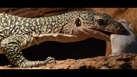 Varanus Indicus Monitor Lizard Feeding Nikon D3200 Test Youtube