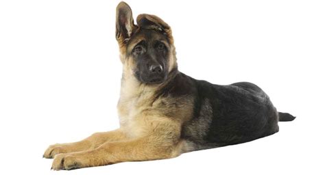 German Shepherd Puppy Growth And Development